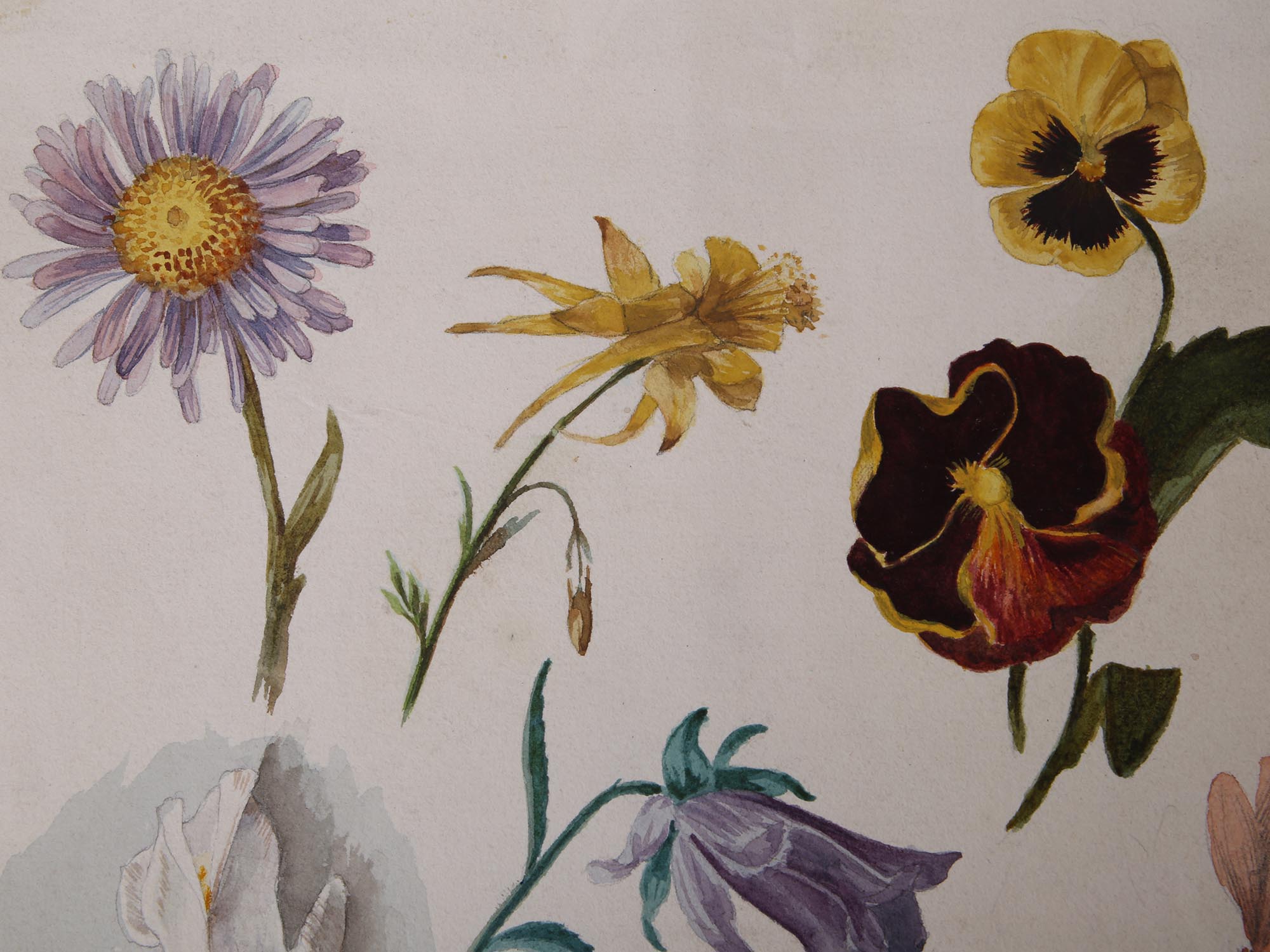 ANTIQUE BOTANICAL PAINTINGS BY ALBERT BAUR JUNIOR PIC-2